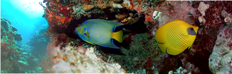 Scuba Diving